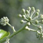 Laudato Si' : de l'émerveillement à la compassion DSC 0980 b2