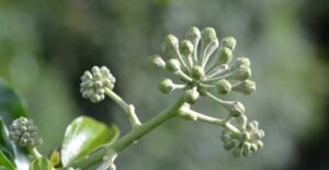 Laudato Si' : de l'émerveillement à la compassion DSC 0980 b2