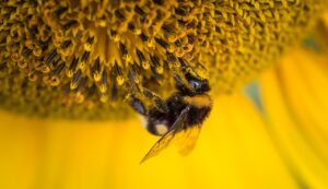 Laudato Si' : de l'émerveillement à la compassion bee 1868587 1280