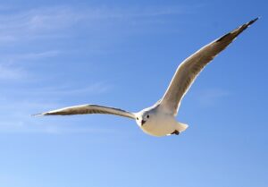 Recevez l'Esprit Saint, nouveau parcours pour préparer l'effusion de l'Esprit gull 456727 1920