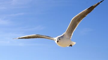 gull 456727 1920