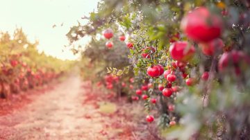 Entrer dans la gratitude arbres frutiers