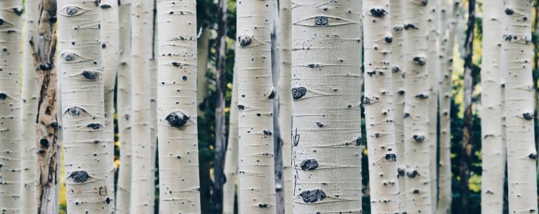 Les beaux fruits de l'arbre de gratitude peng chen qd dvtbS45Q unsplash