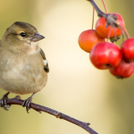 Contempler et co-créer : 9 questions pour avancer Vignette oiseau branche nature