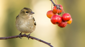 Vignette oiseau branche nature