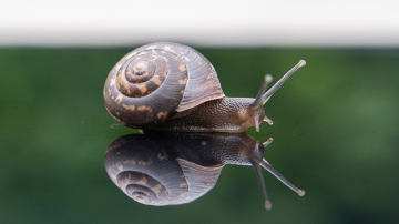 Laudato si, un nouvel art de vivre ? Vignette escargot ralentir