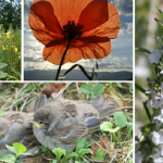 « Dans mon jardin… ça sent Dieu » ! Vignette jardin Dieu nature iev 349