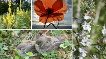 Laudato si, un nouvel art de vivre ? Vignette jardin Dieu nature iev 349