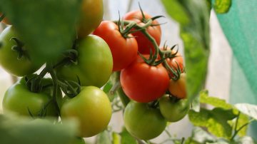 Laudato si, un nouvel art de vivre ? Vignette tomates rouges vertes