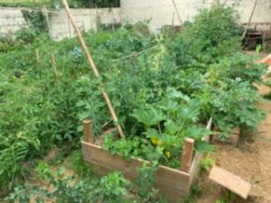 Ecologie intégrale : une conversion « à petits pas » pour être en vérité avec soi-même Potager 3