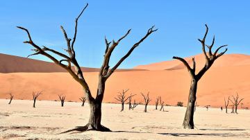 Vignette Facebook desert arbres ciel