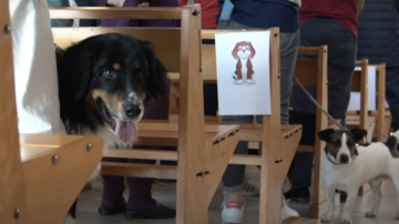 Laudato si, un nouvel art de vivre ? Benediction animaux site