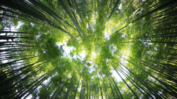 Laudato si, un nouvel art de vivre ? conversion ecologique 1